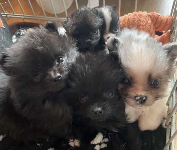 Chiots type spitz petit
