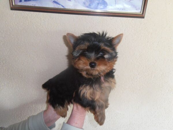 Chiots type yorkshire