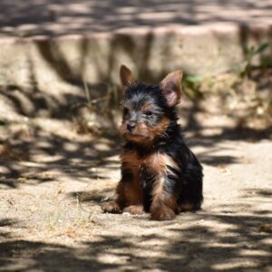 Chiots yorkshire
