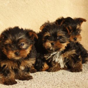Chiots yorkshire