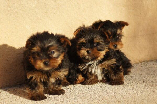 Chiots yorkshire