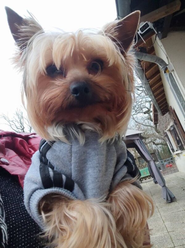 Chiots yorkshire terrier