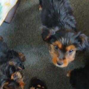 Chiots yorkshire terrier a adopter