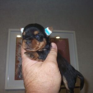 Chiots yorkshire terrier male
