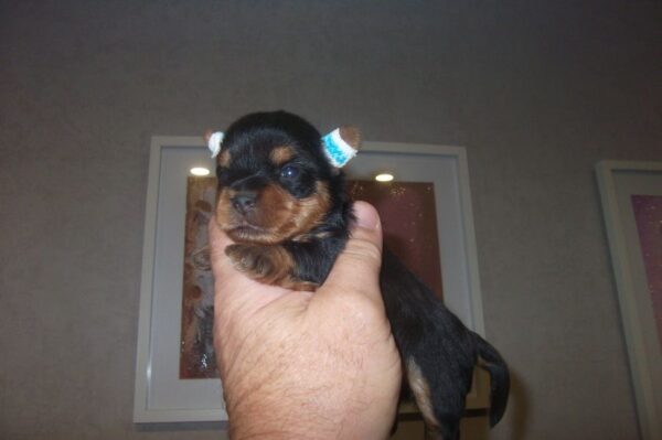 Chiots yorkshire terrier male