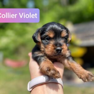 Chiots yorkshire terrier taille standard
