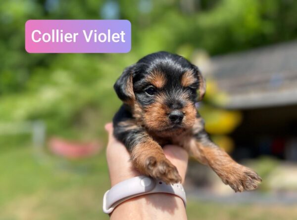 Chiots yorkshire terrier taille standard