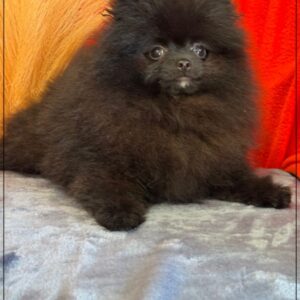 Disponible,elya,femelle type spitz nain poméranien