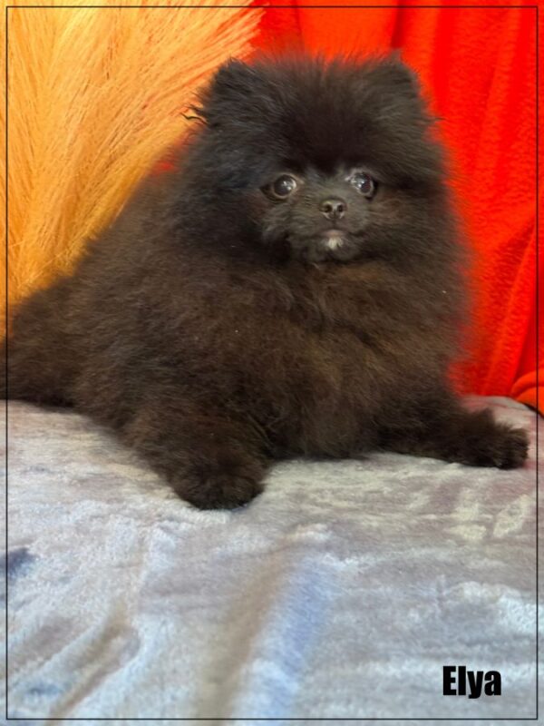 Disponible,elya,femelle type spitz nain poméranien