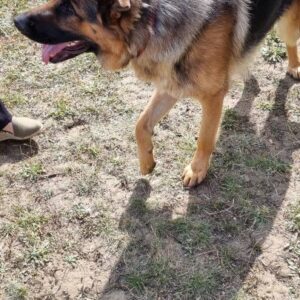 Donne Berger Allemand Male - 89000 - unCompagnon.fr