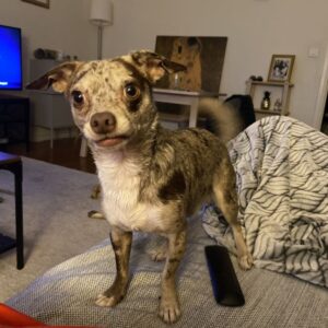 Donne Chiwawa Male - 63000 - unCompagnon.fr