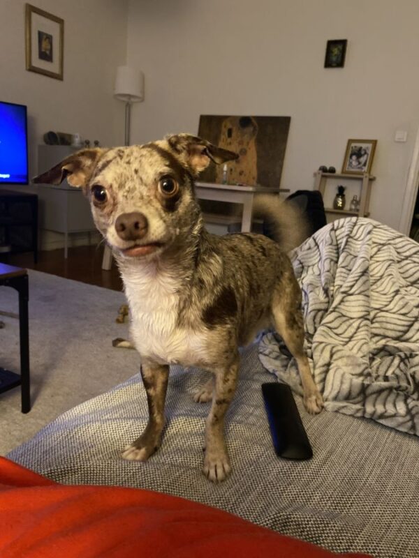 Donne Chiwawa Male - 63000 - unCompagnon.fr