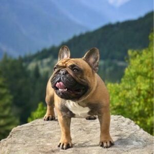 Étalon Bouledogue Français Fauve Rouge 10,2 Tout P - 77260 - unCompagnon.fr