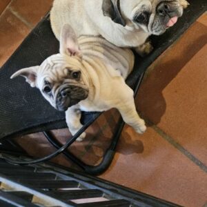 Femelle bouledogue français