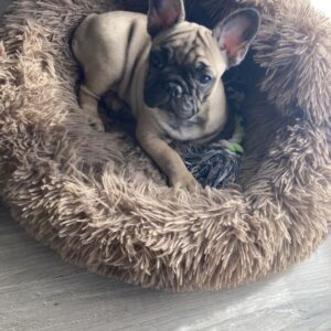 Femelle bouledogue français lof disponible de suit