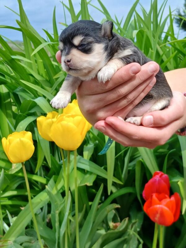 Femelle chihuahua lof p.l. ,noire marquage fauve