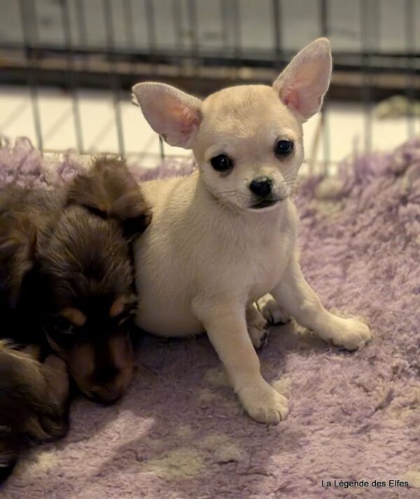 Femelle chihuahua poil long disponible