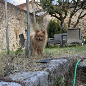 Femelle spitz