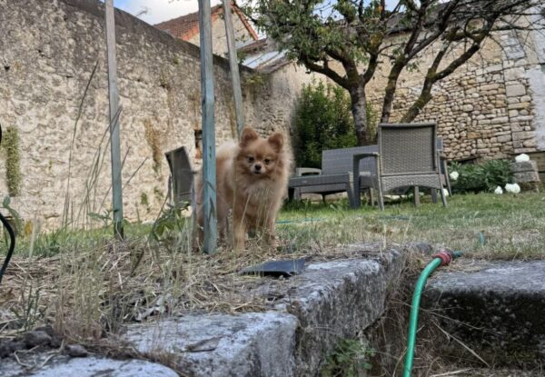 Femelle spitz