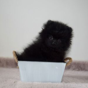 Femelle spitz miniature lof