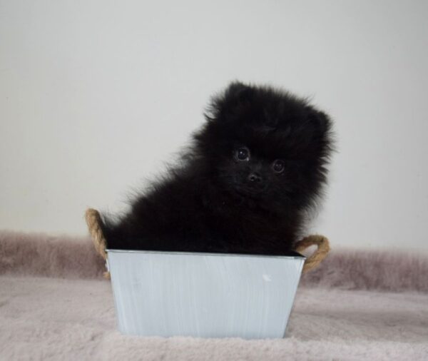 Femelle spitz miniature lof