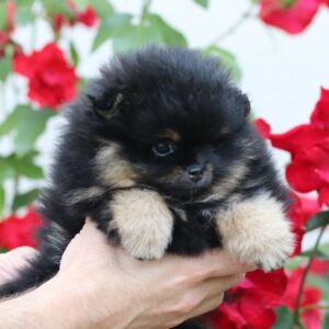 Femelle spitz nain pomeranian lof