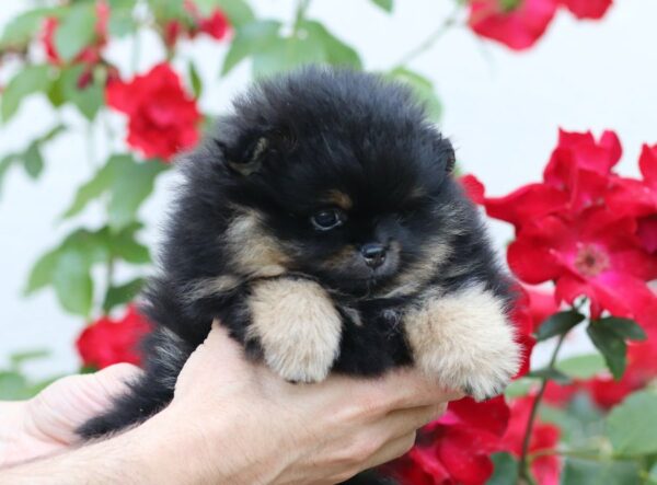 Femelle spitz nain pomeranian lof
