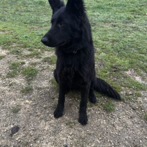 Femme Berger Allemand Lof 7 Mois - Élevage Des Terres d’Eden