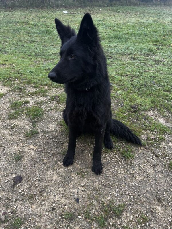 Femme Berger Allemand Lof 7 Mois - 86320 - unCompagnon.fr