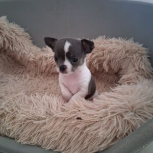 Jolis chihuahuas petits gabarits