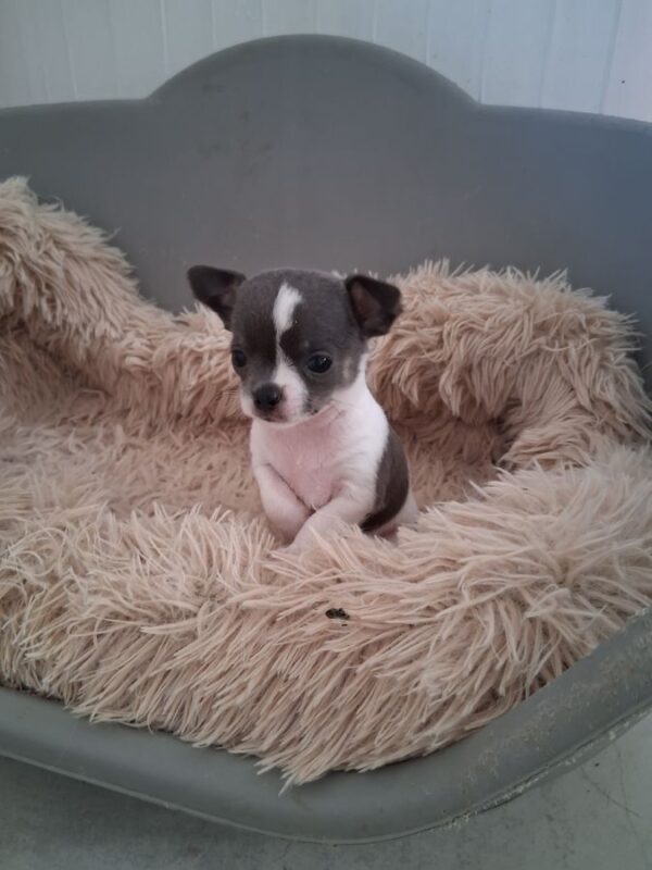 Jolis chihuahuas petits gabarits