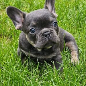 Magnifique bouledogue français exotique