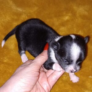 Magnifique chihuahua