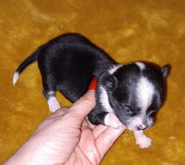 Magnifique chihuahua