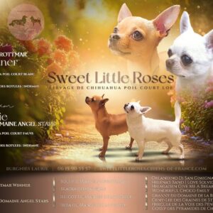 Magnifique chihuahua poil court lof