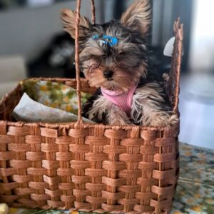 Magnifique chiot mâle yorkshire sevré