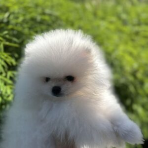 Magnifique chiot spitz nain/ pomeranian