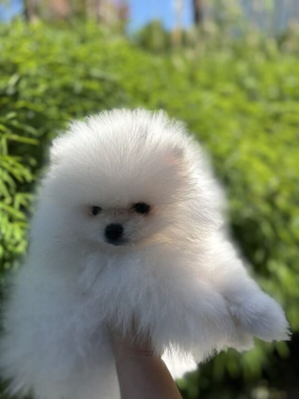 Magnifique chiot spitz nain/ pomeranian