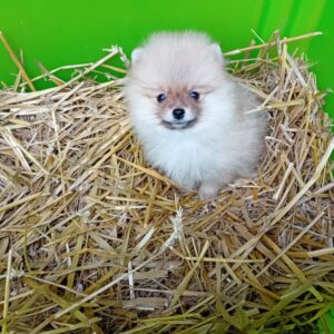 Magnifique chiot spitz orange