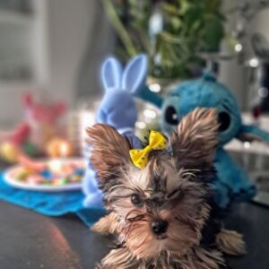 Magnifique chiot yorkshire mâle sevré