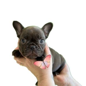Magnifique chiots bouledogue français exotiques