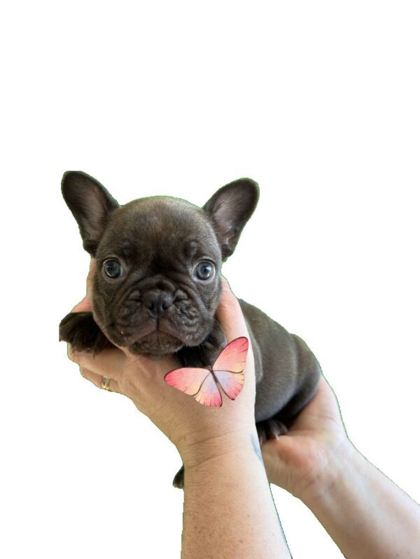 Magnifique chiots bouledogue français exotiques