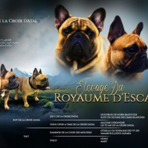 Magnifique chiots bouledogue français lof