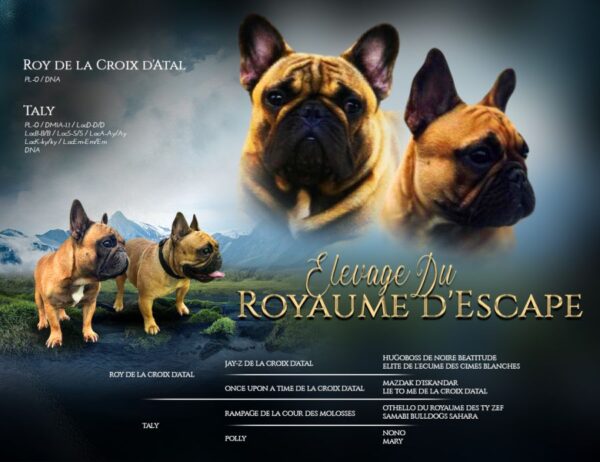 Magnifique chiots bouledogue français lof