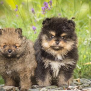 Magnifique chiots spitz nains