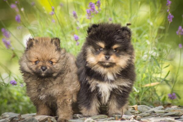 Magnifique chiots spitz nains