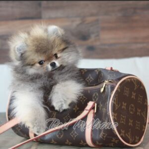 Magnifique mâle spitz extra nain lof