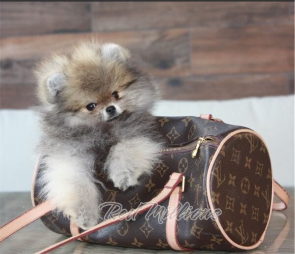 Magnifique mâle spitz extra nain lof