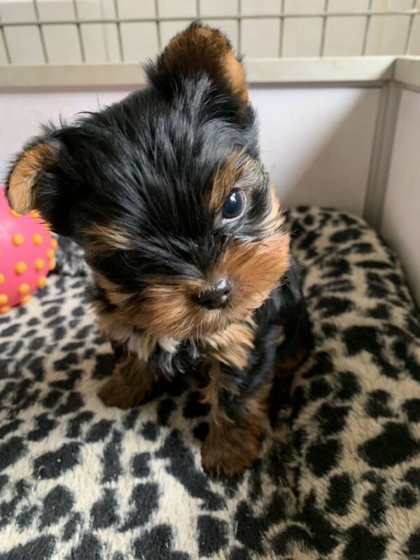 Magnifique petits chiots yorkshire
