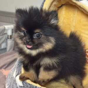 Magnifique Spitz Nain poméranien femelle extra-mini